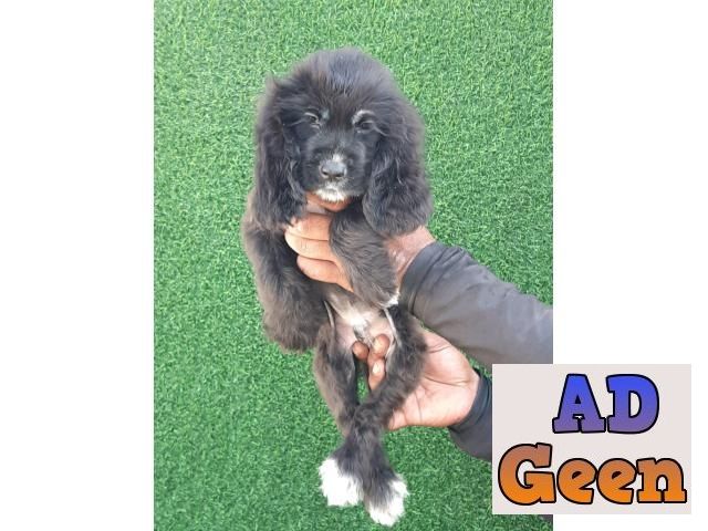used Top Quality English Coocker Spaniel Male And Female Avalible 7888642439 for sale 